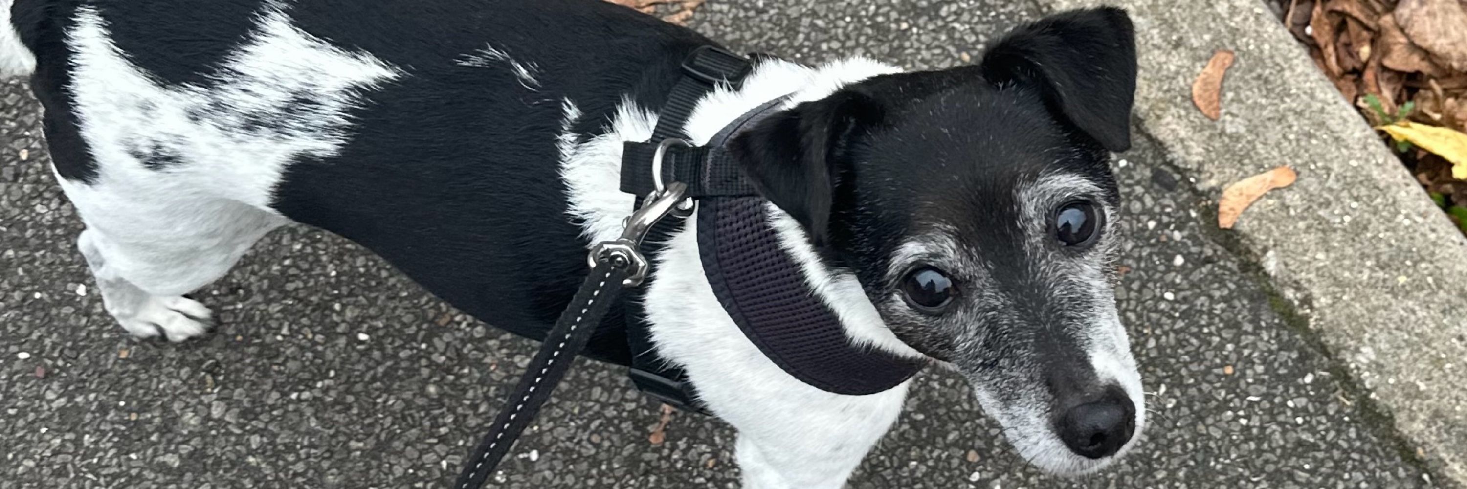 Kez