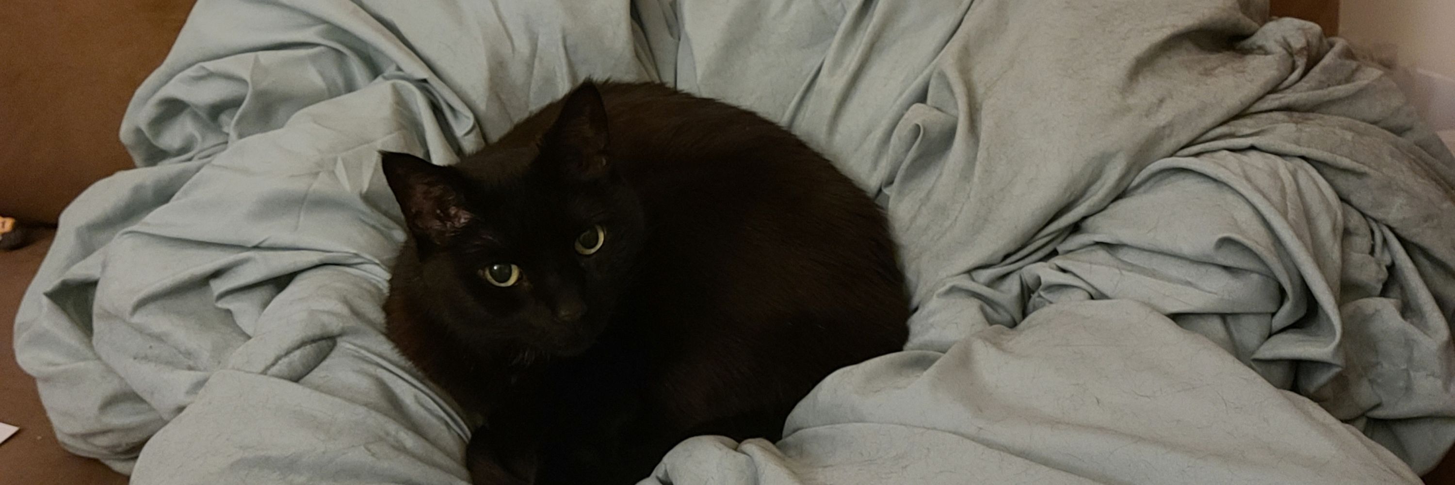 GenX Cat Mom