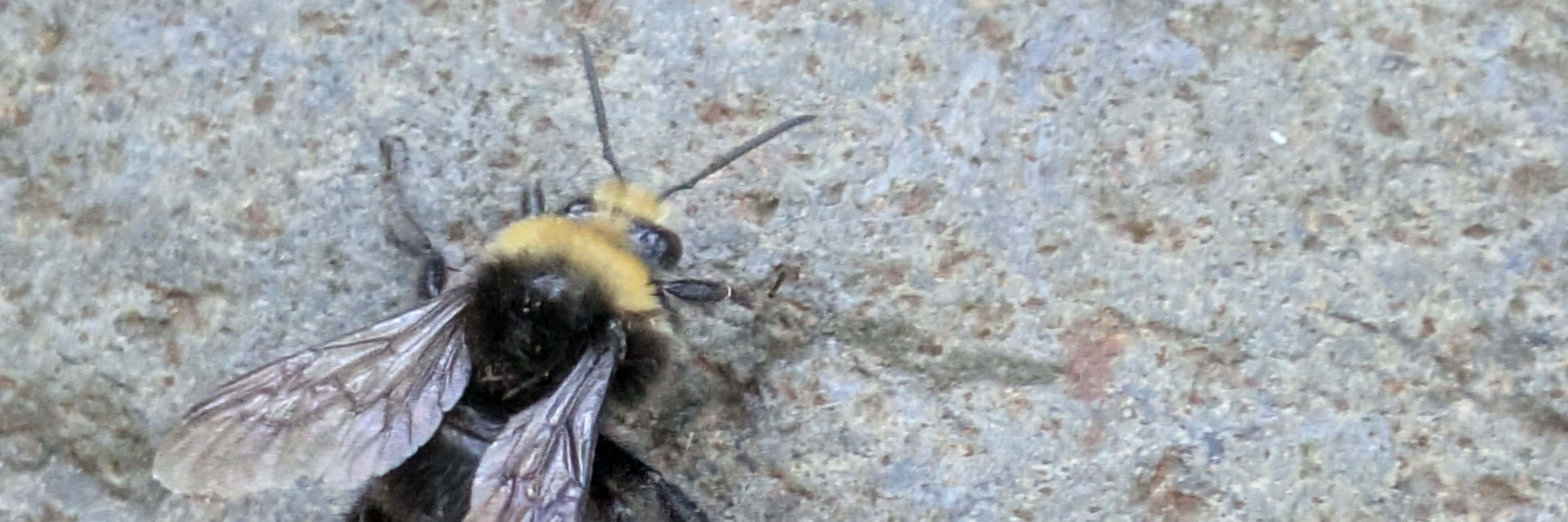 Moth