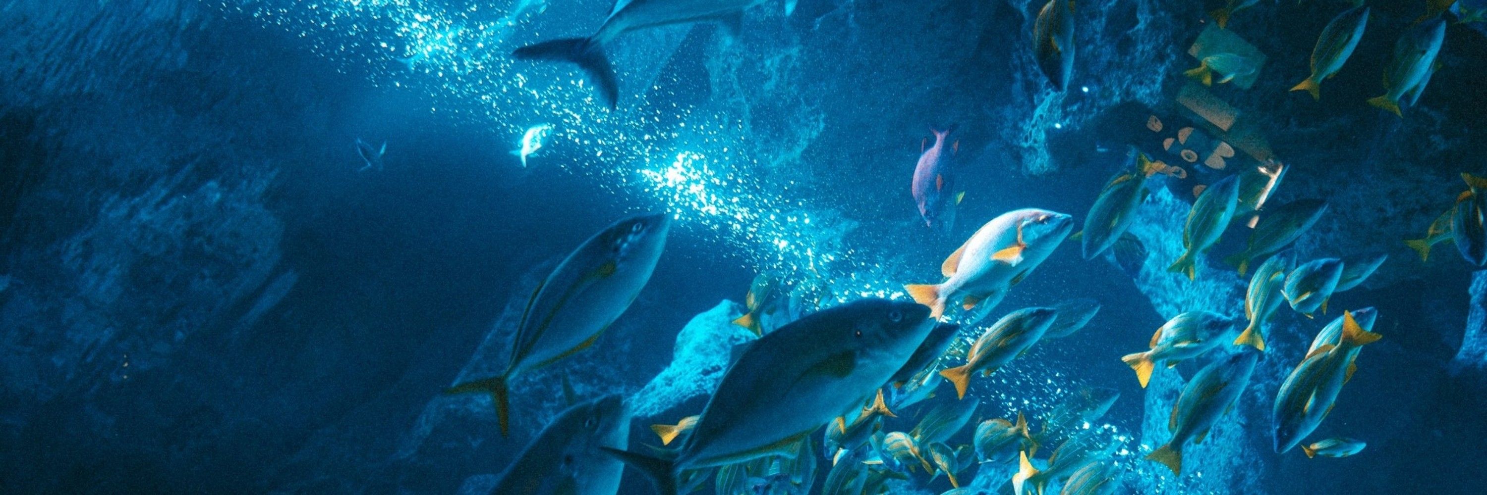 Dr. 🦈