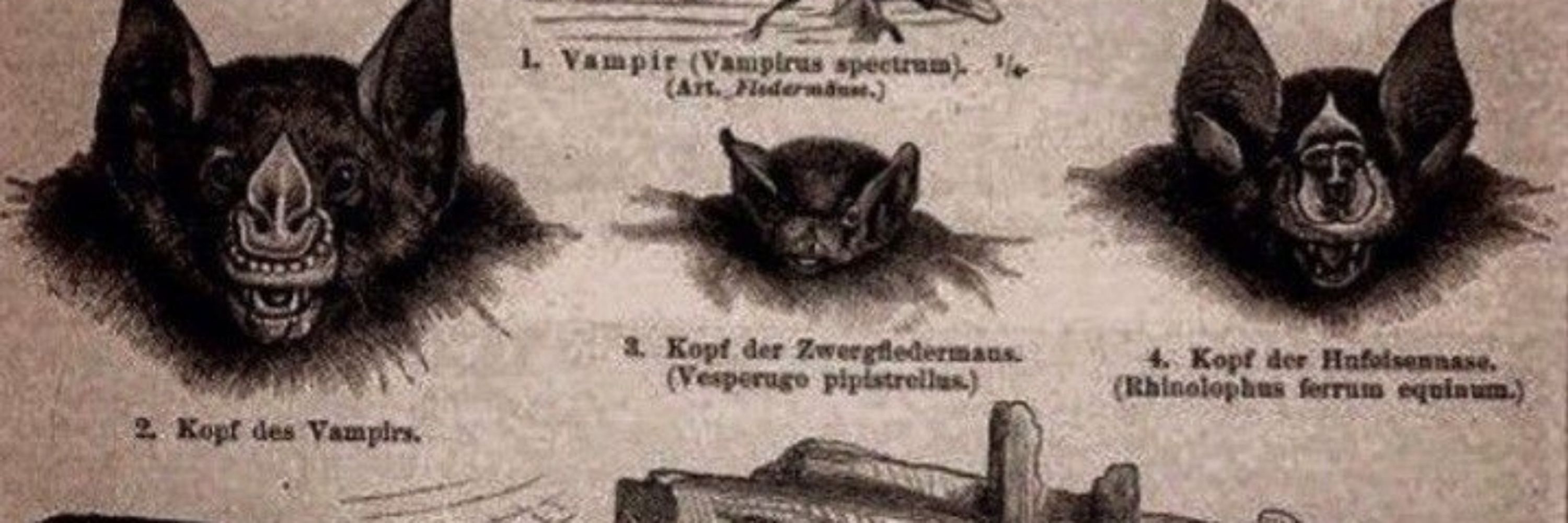 Spooks 🦇🕷