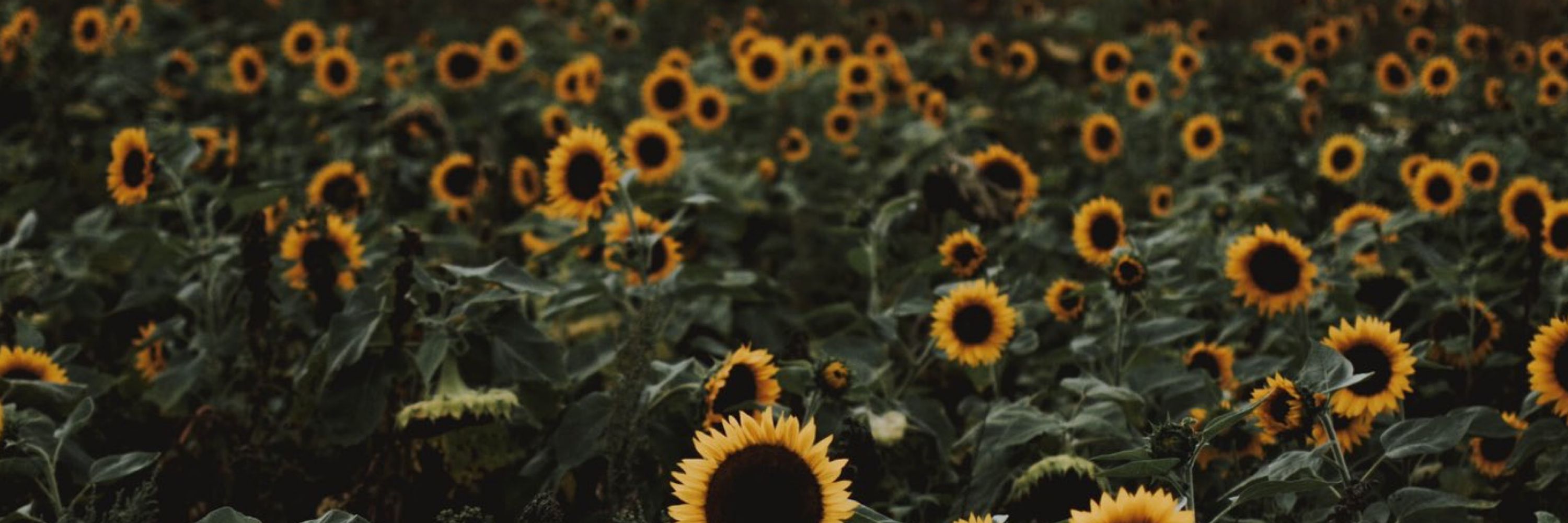 Gizem 🌻