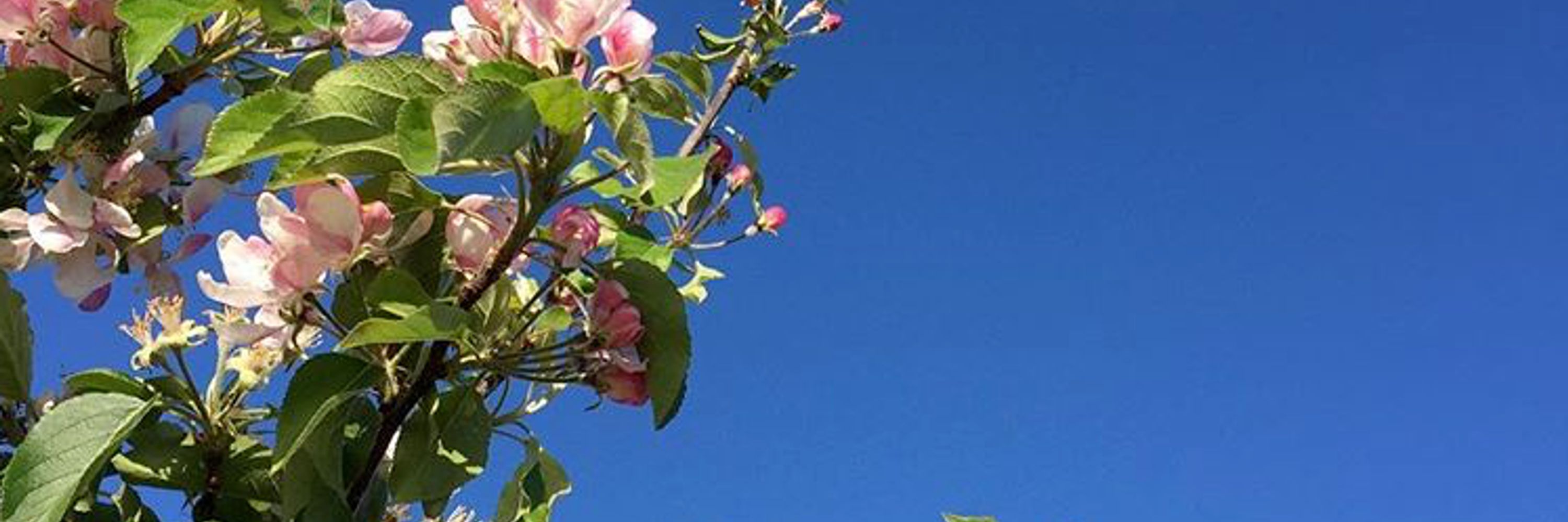 Three Counties Cider & Perry Association