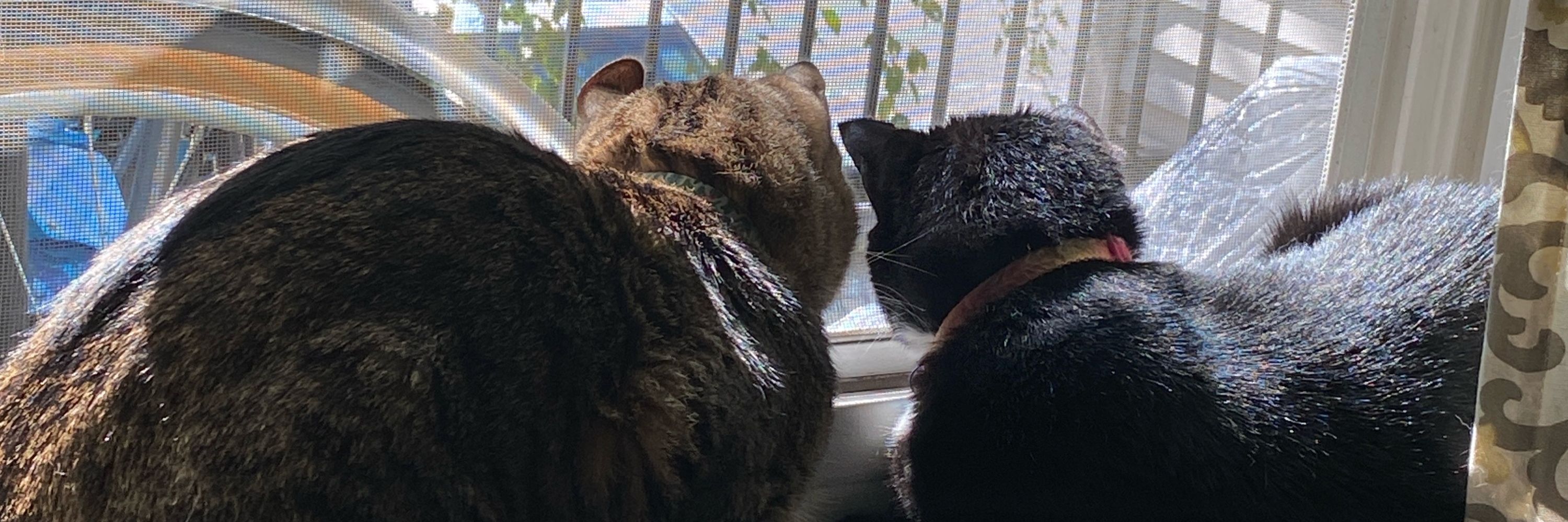 The Daily Fishycat