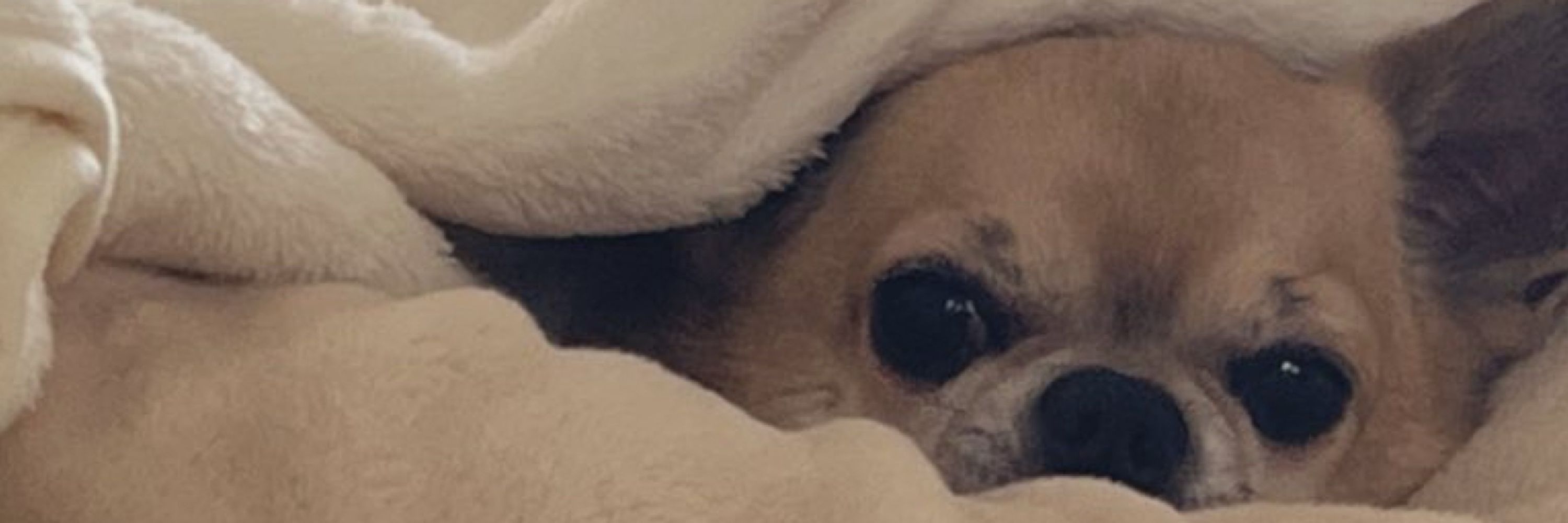 🐕💤