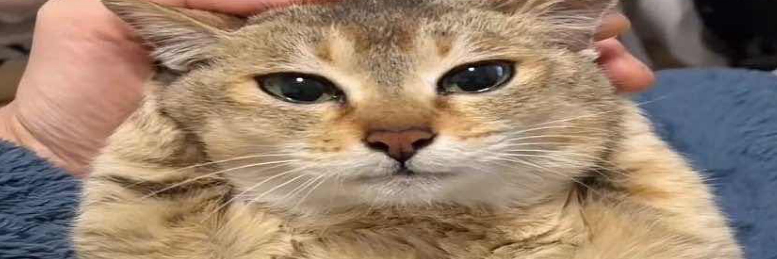 Goob
