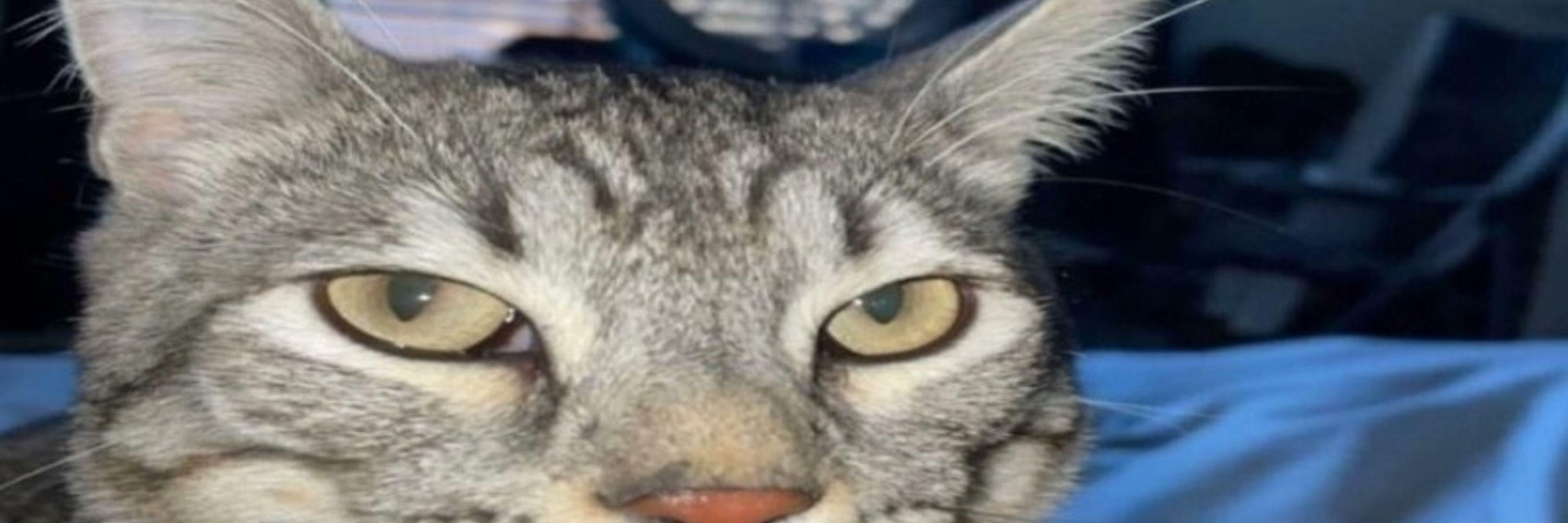 nilla