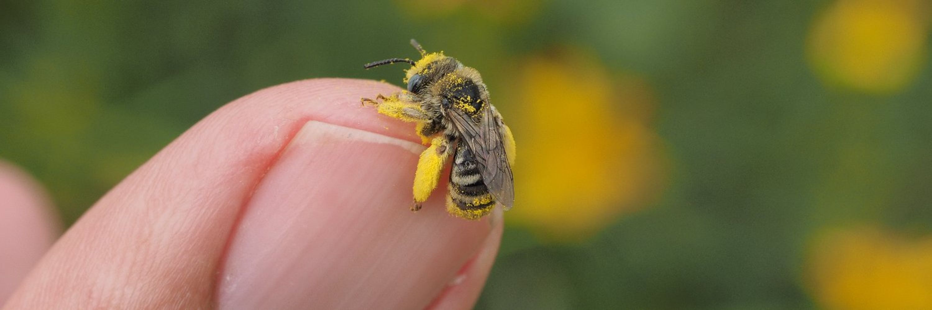 Hella Bee Nerd