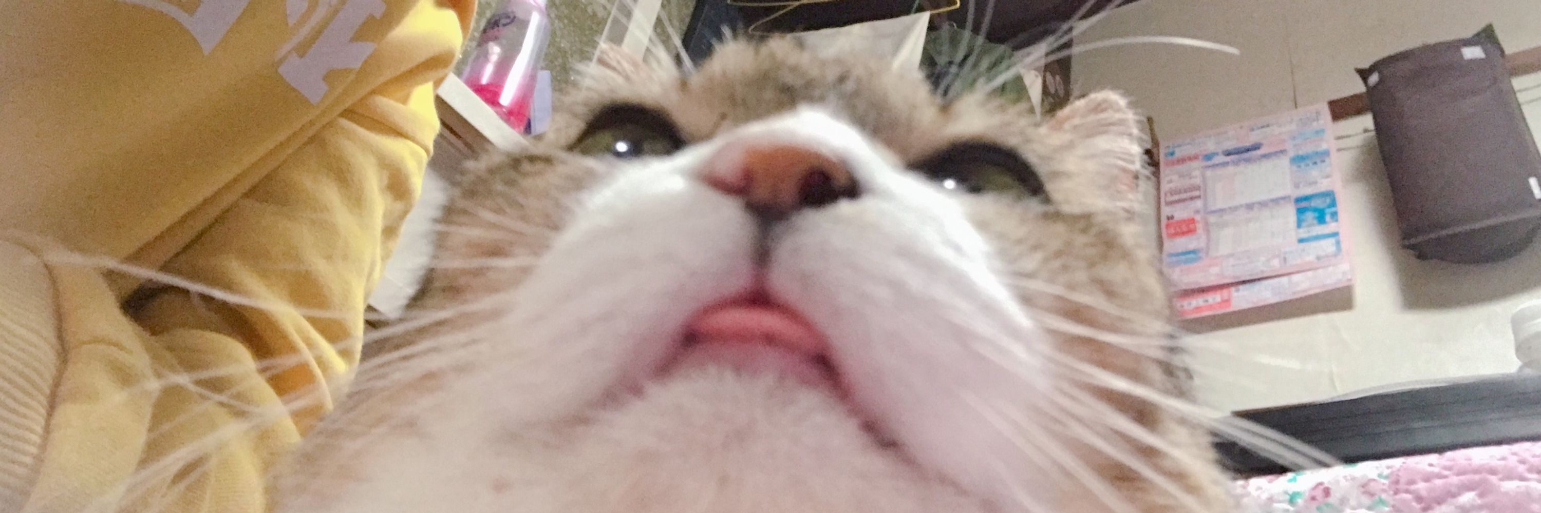 保護猫みやの1日