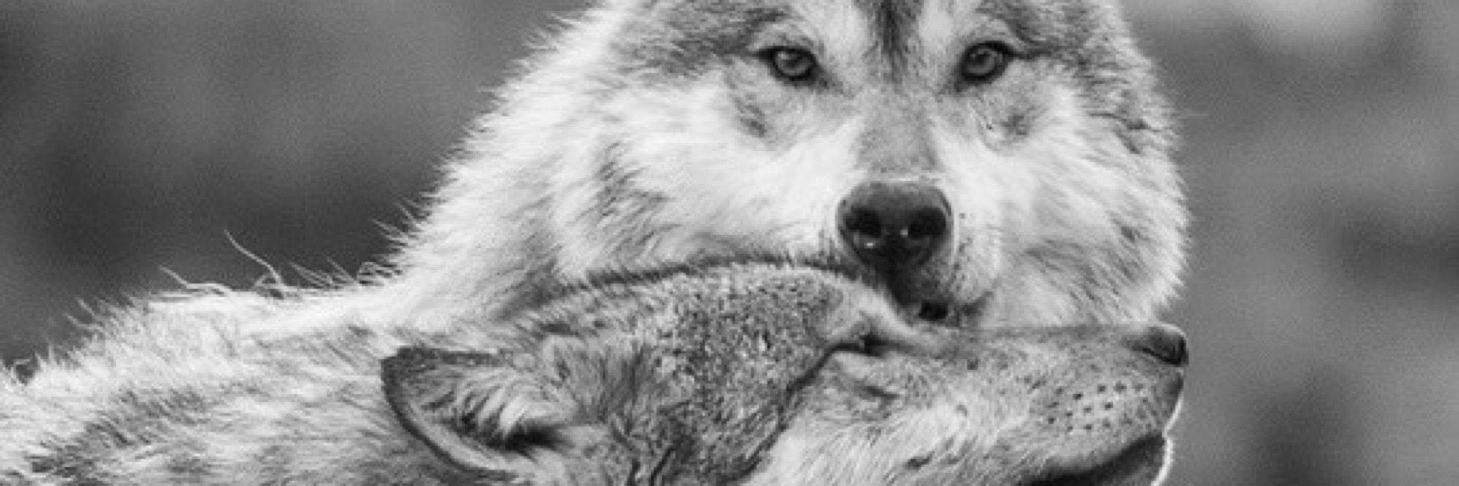 TheWolfisShe