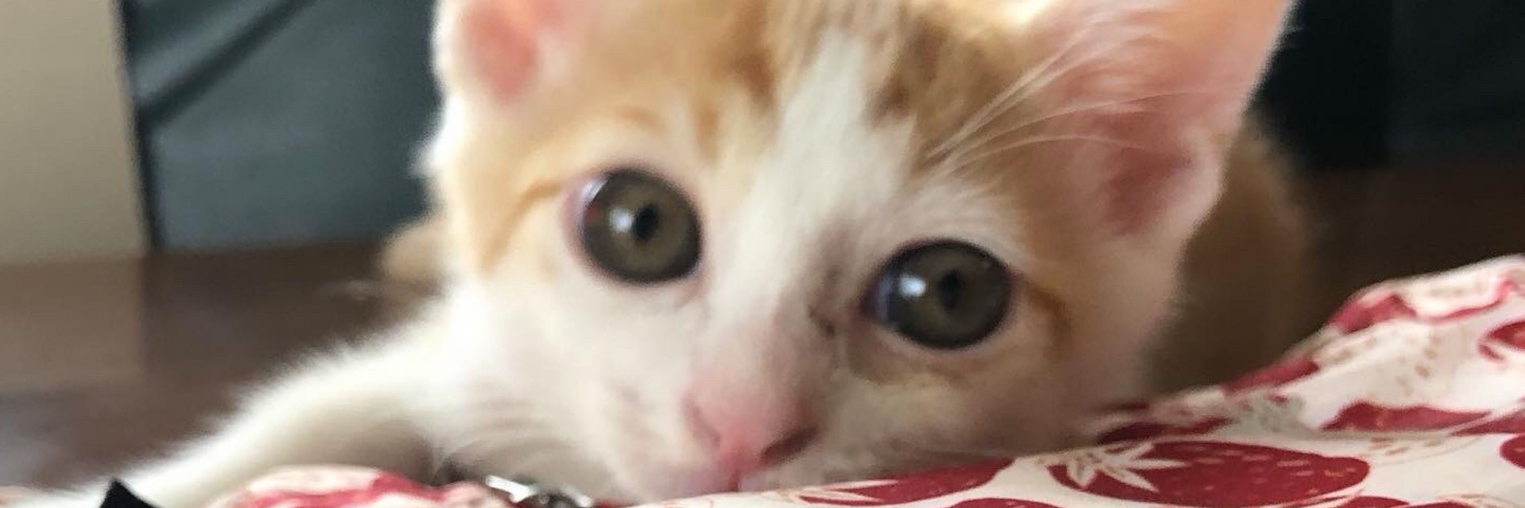 茶白のぺぺちゃん🐈🐾