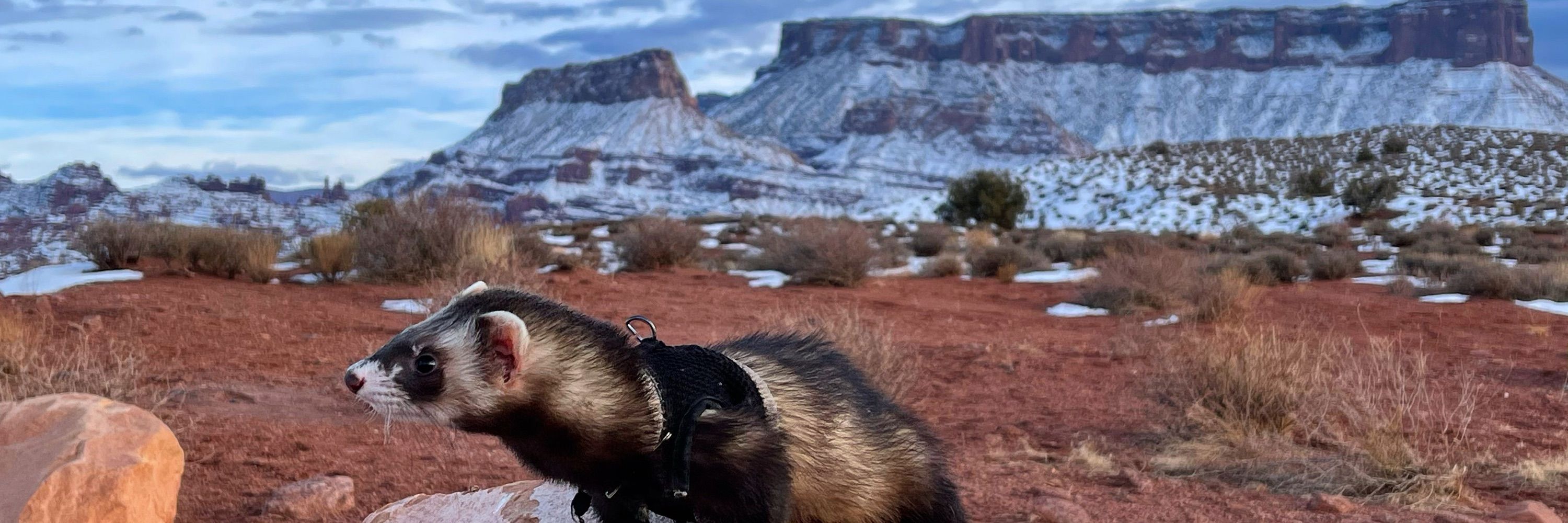 Jesse James the Hiking Ferret