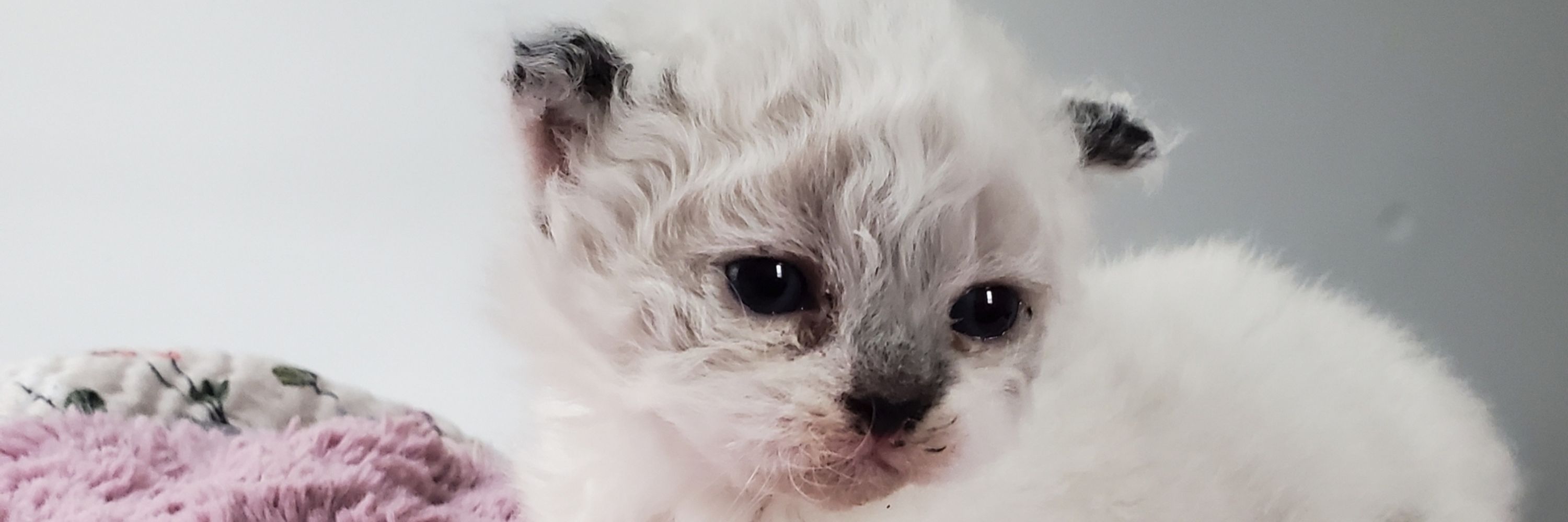 MUNCHKIN CAT LOVERS