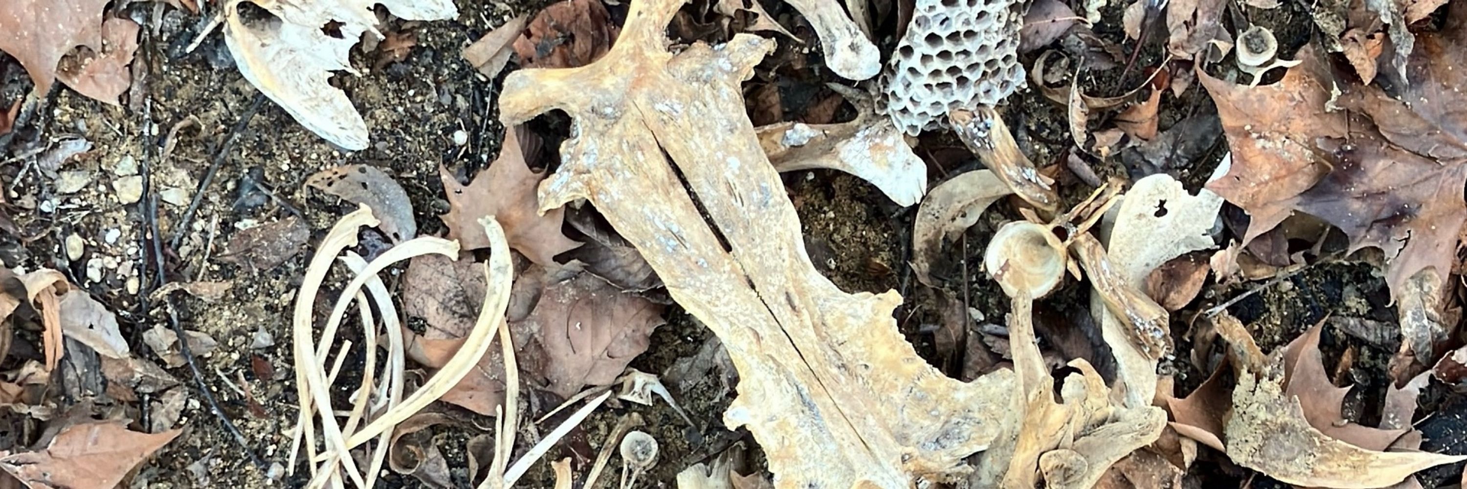 Coyote Bonez