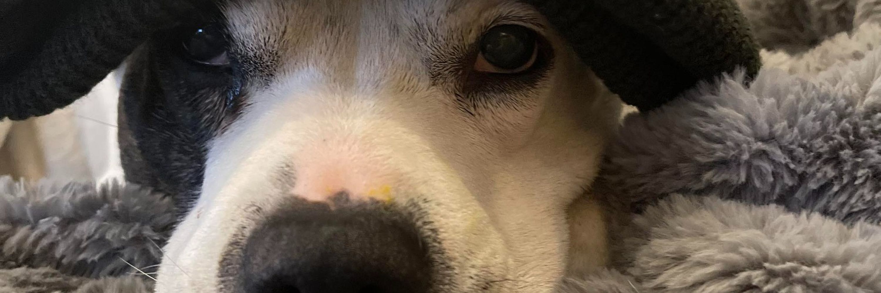 Snoop-Doggy Dog