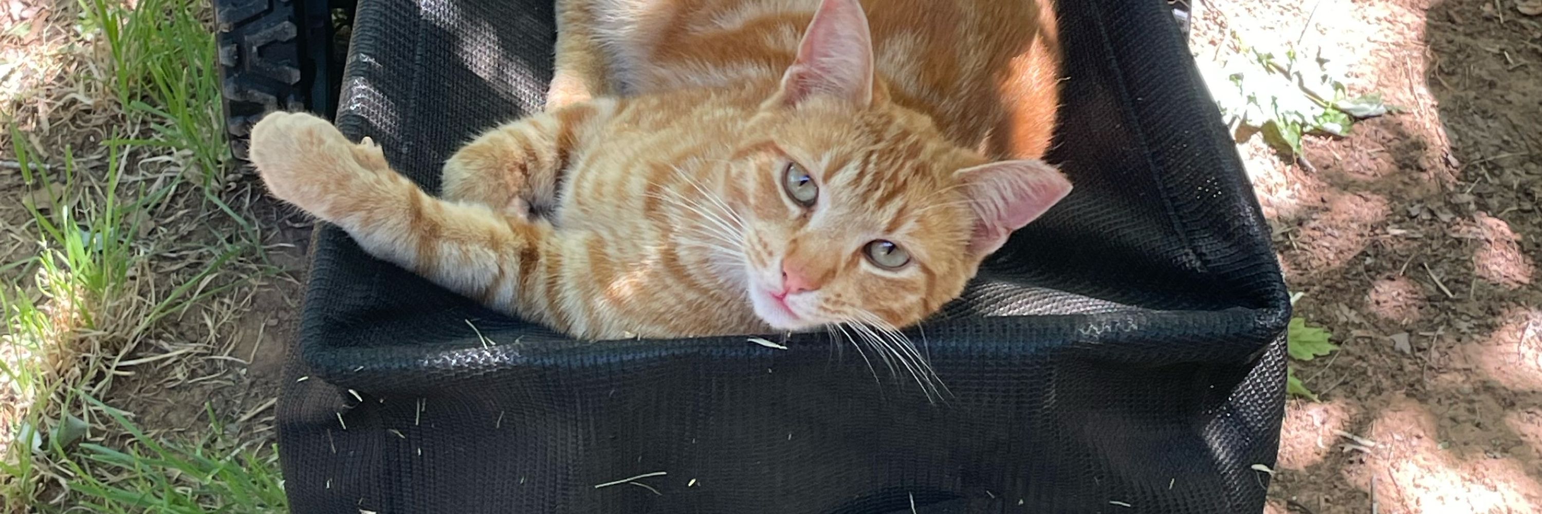 MangoTango67