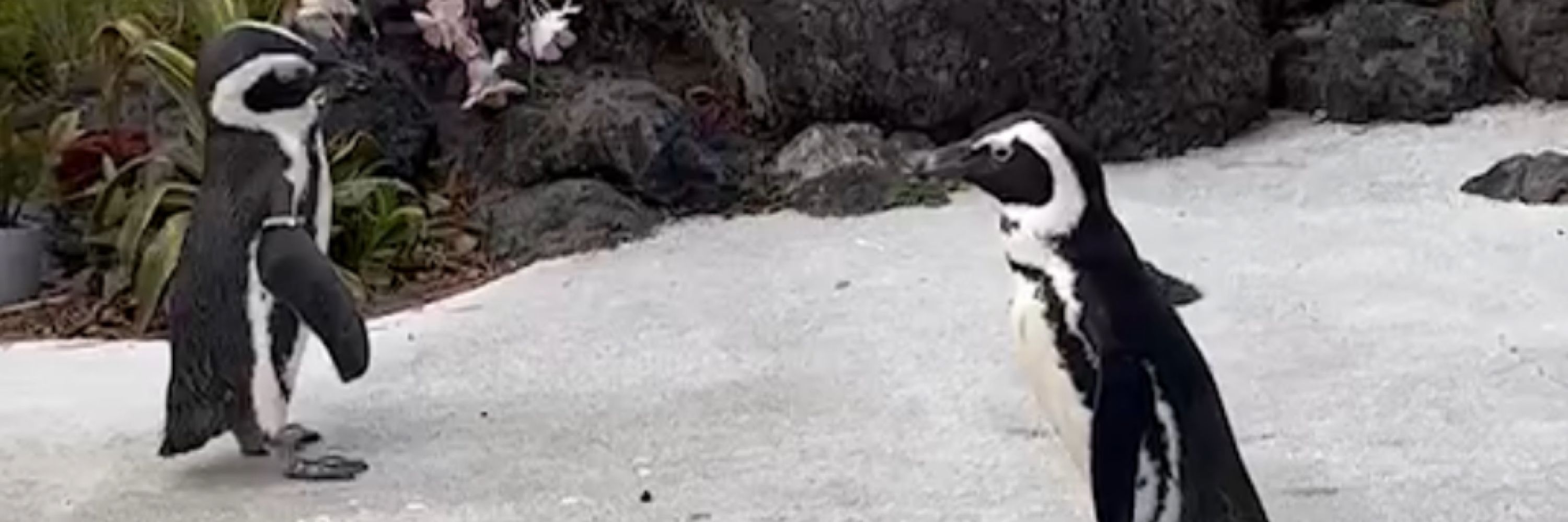🐧オム( 0ω0 )