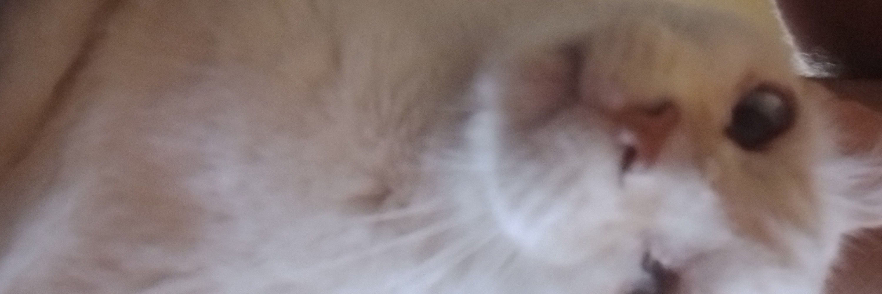 4DAN