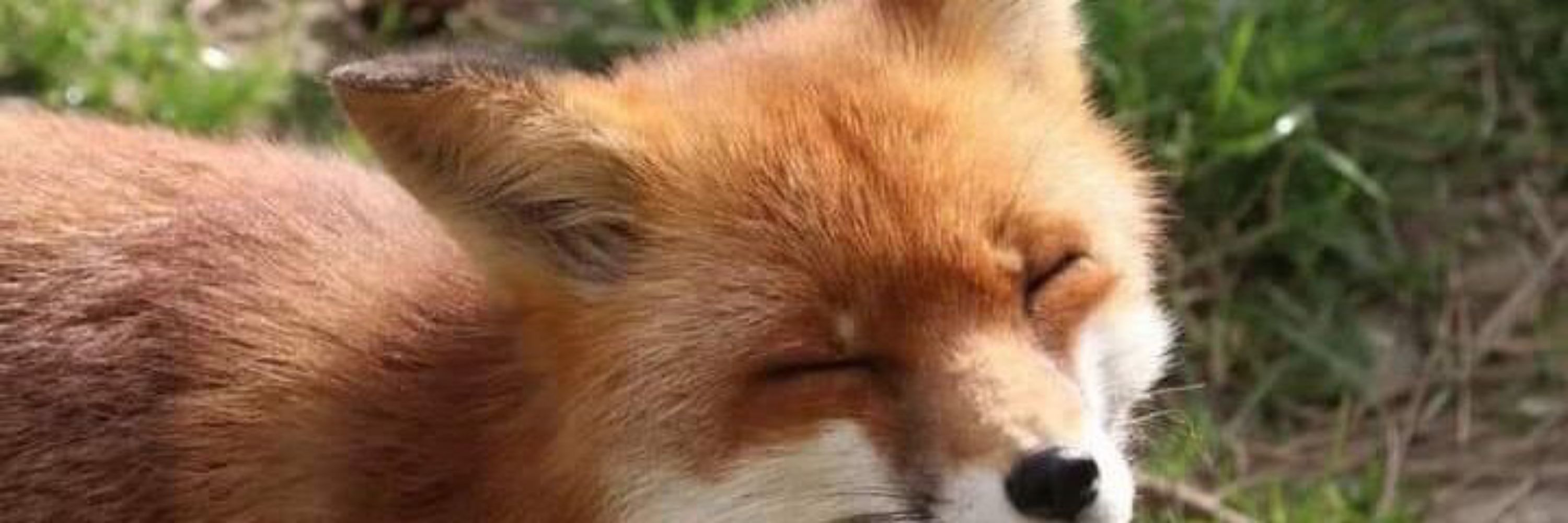 .   ͝ ꒡⠀†  ꞅєηαꞅɖ  †⠀꒡ ͝  . 🇻🇦