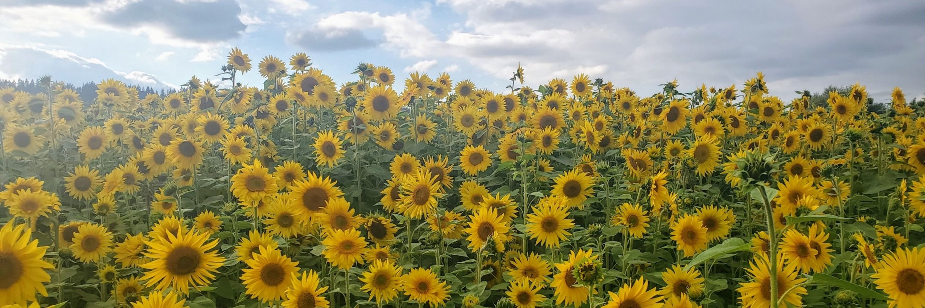 Elena🌻Ї🇺🇦🇮🇱🇺🇲