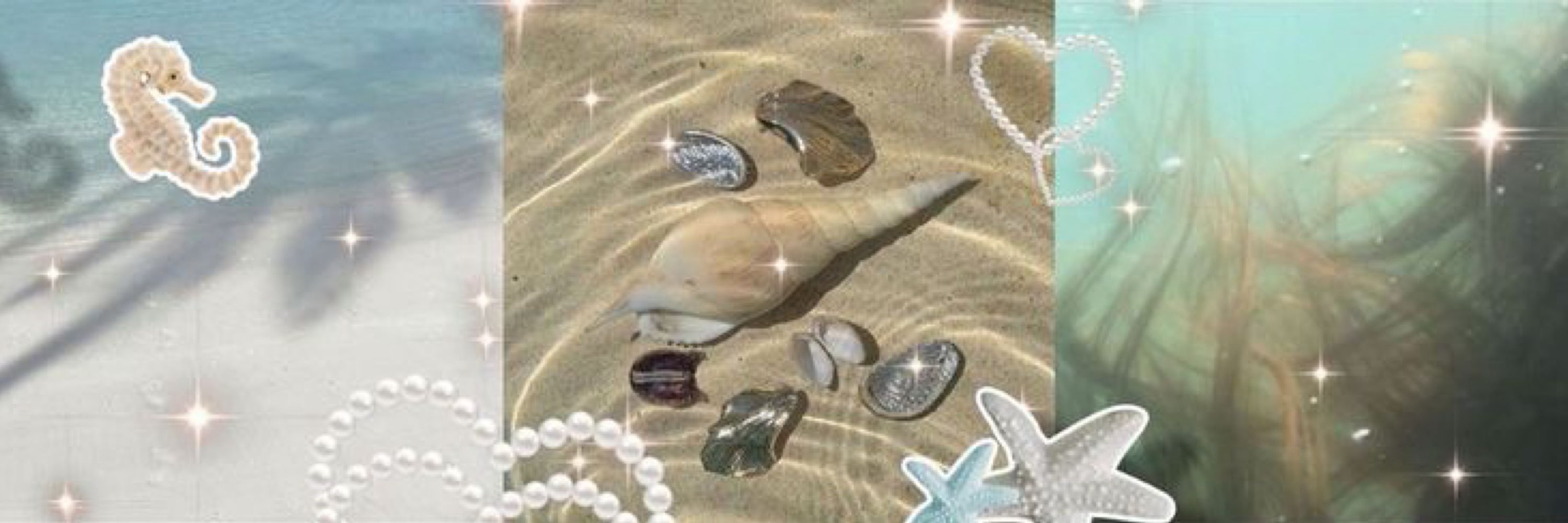 melo 🐚