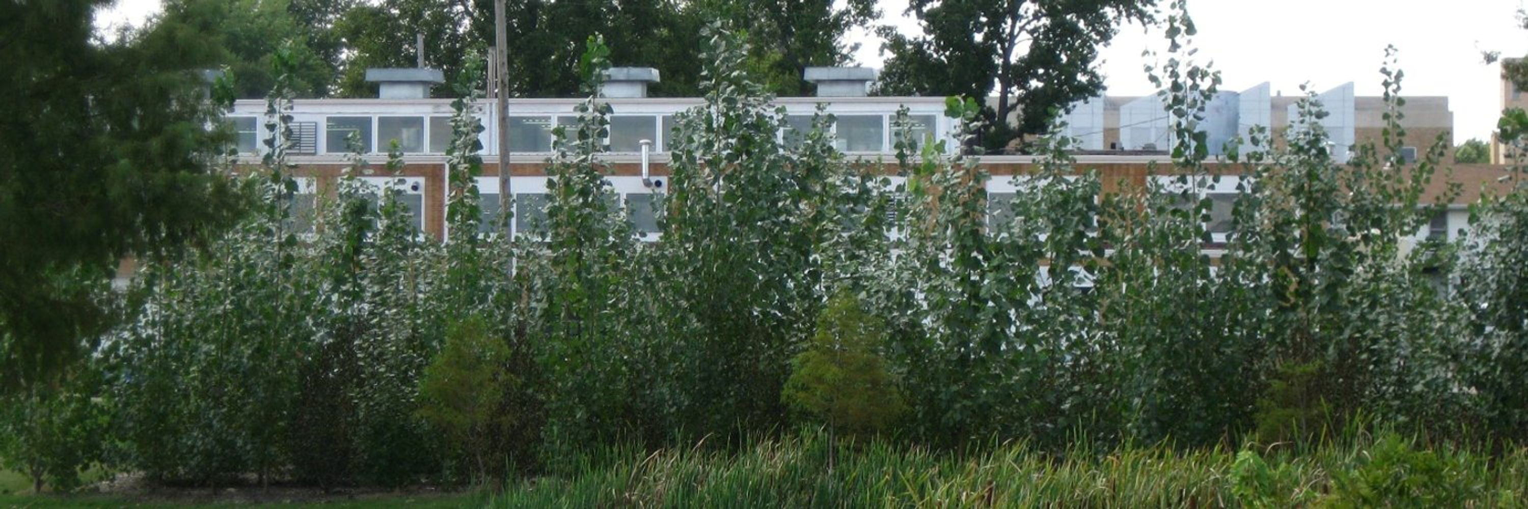 International Phytotechnology Society