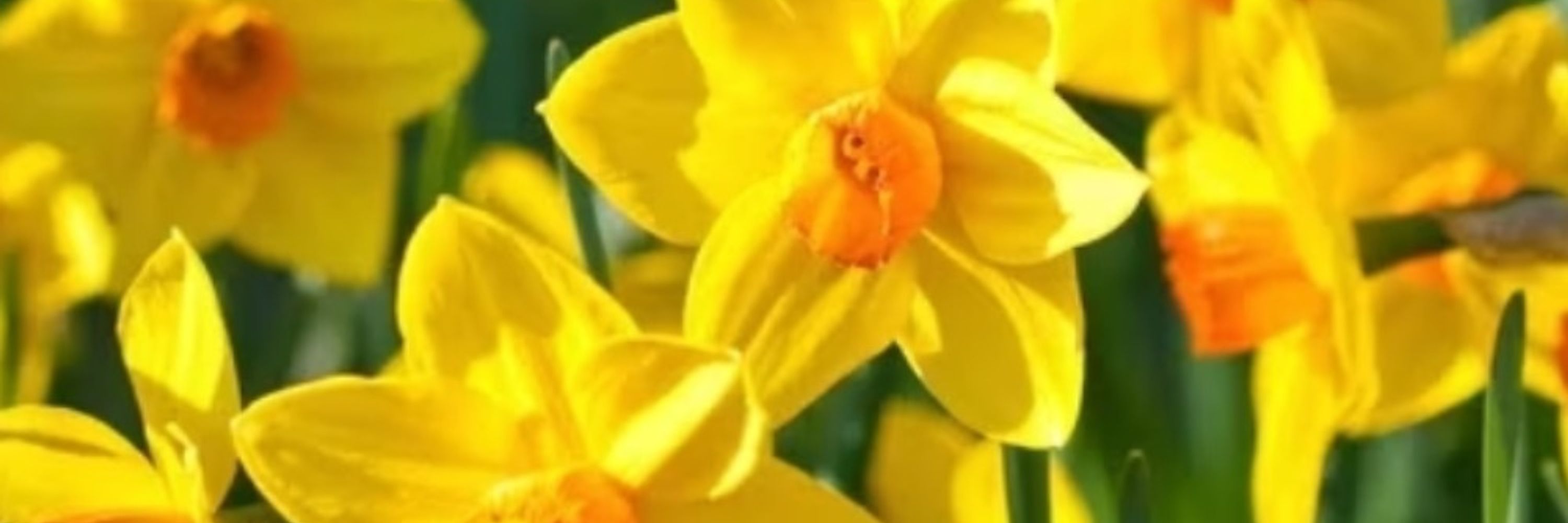 Flor