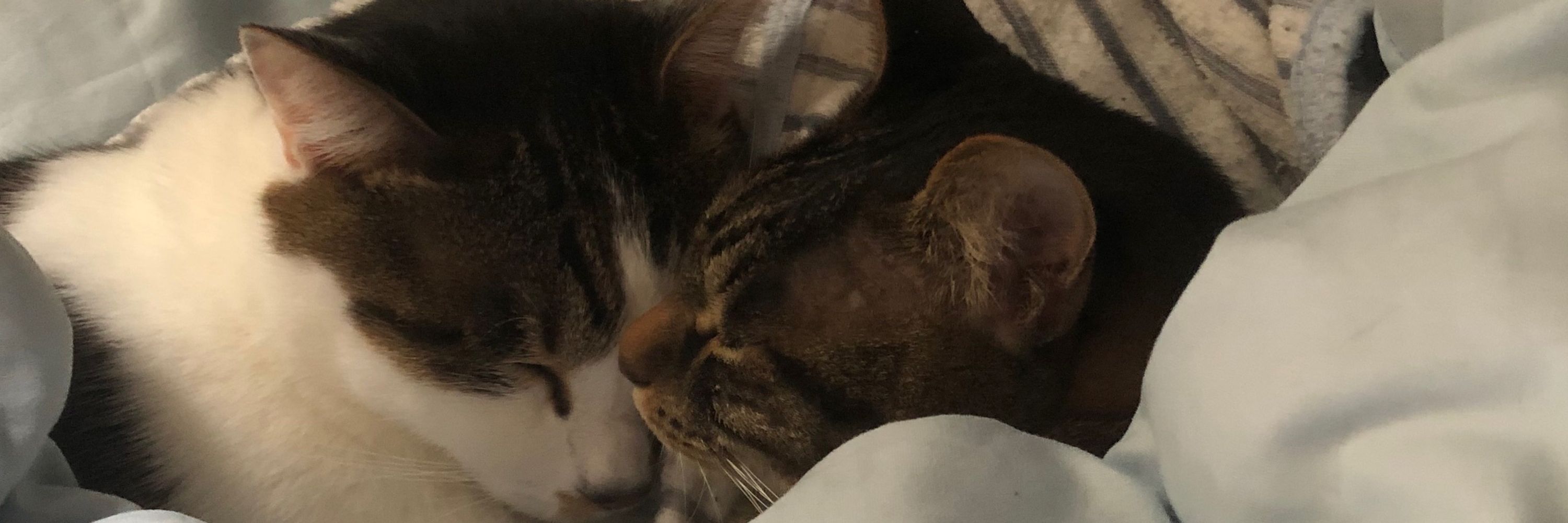 大和猫