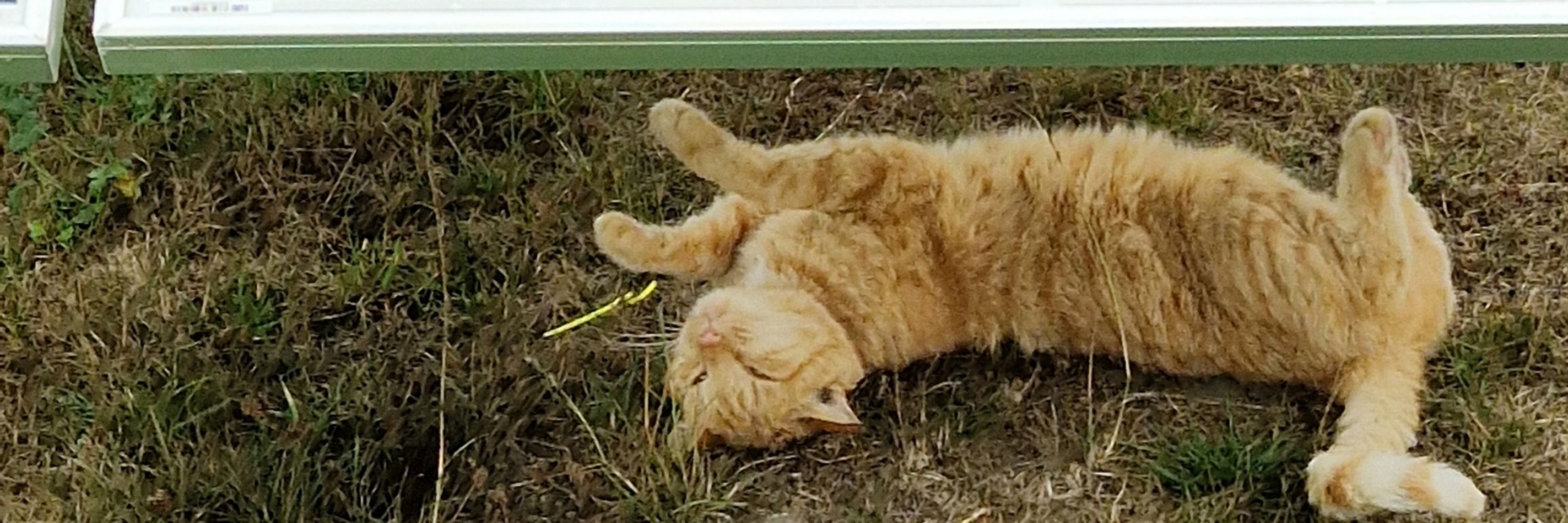 Gilko