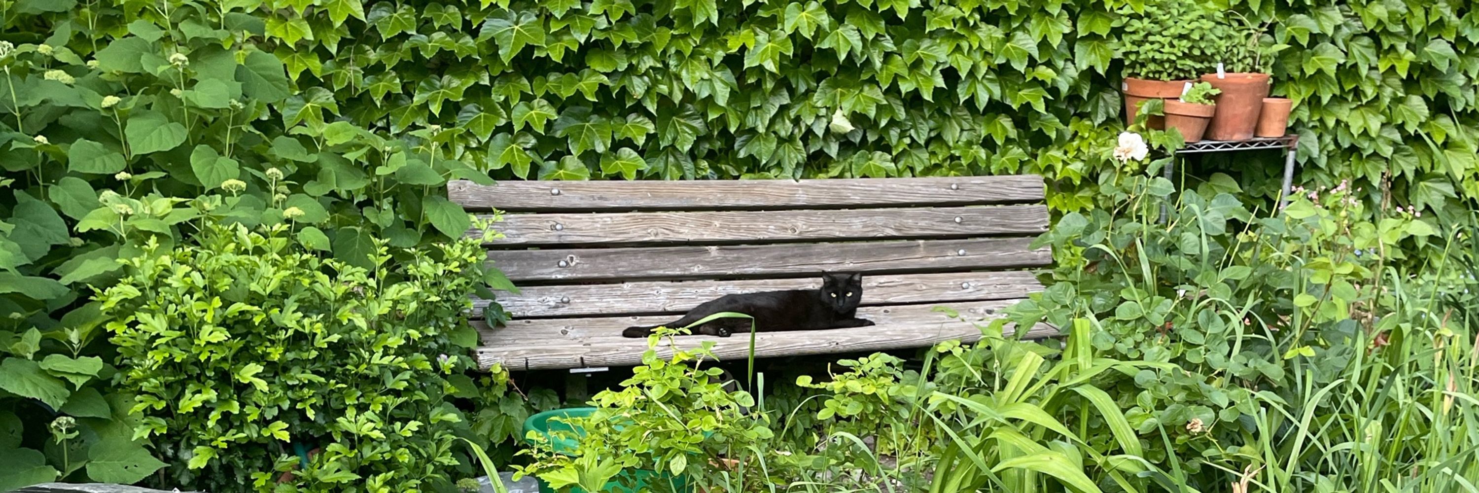 Brooklyn Cat