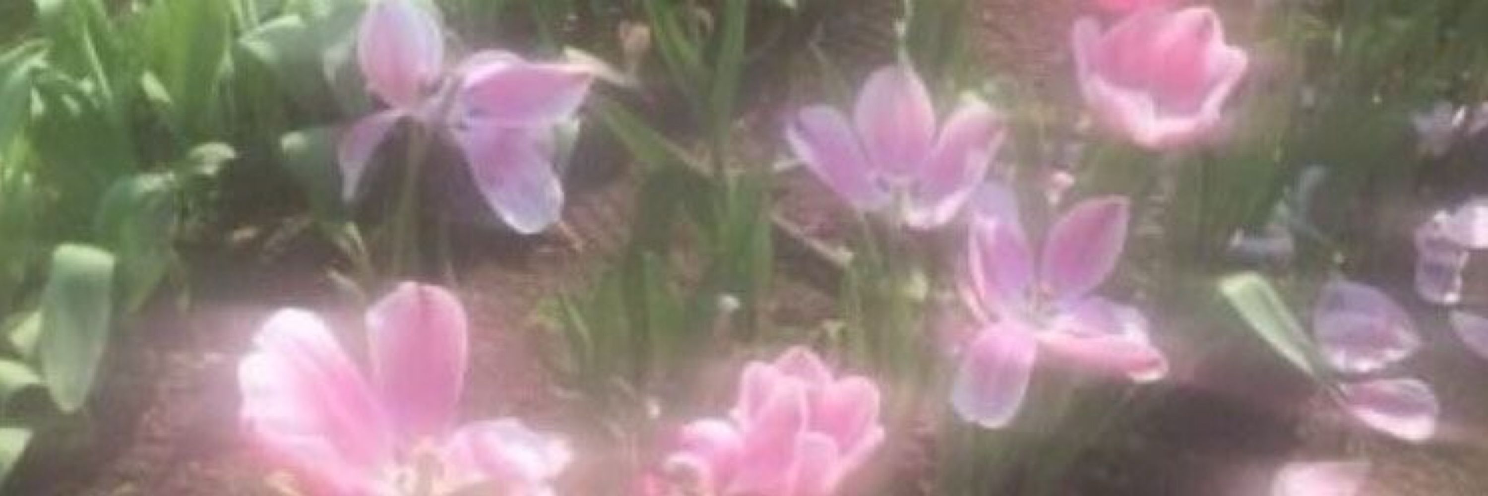 karo🌸