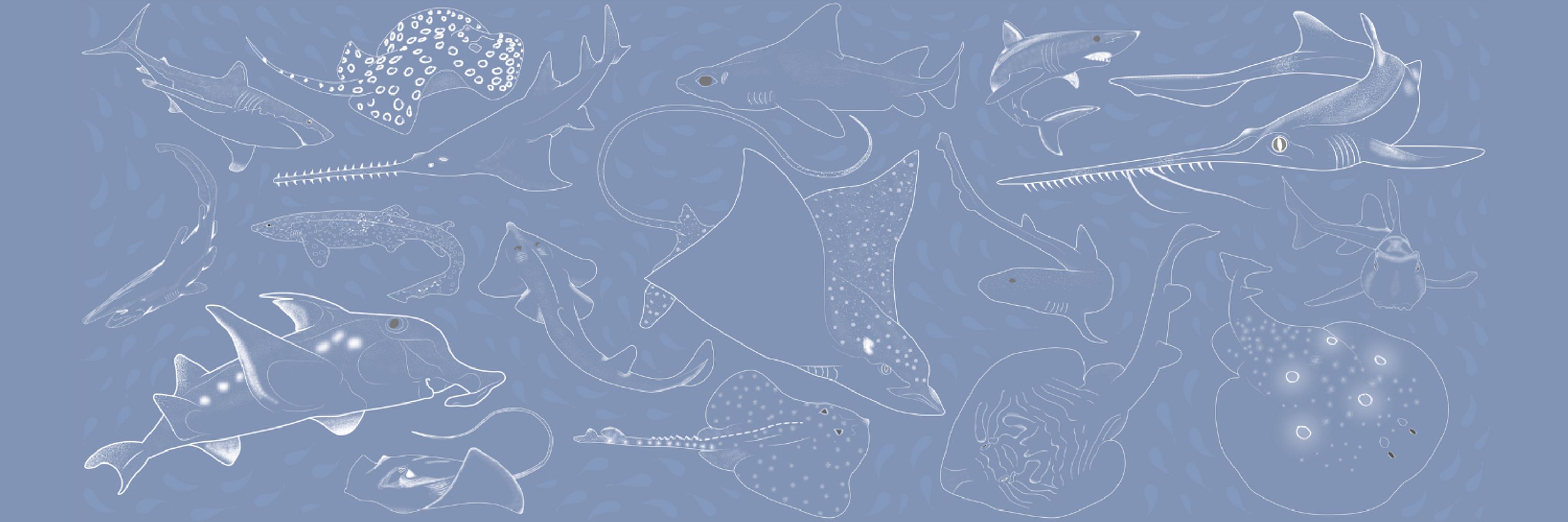 IUCN SSC Shark Specialist Group