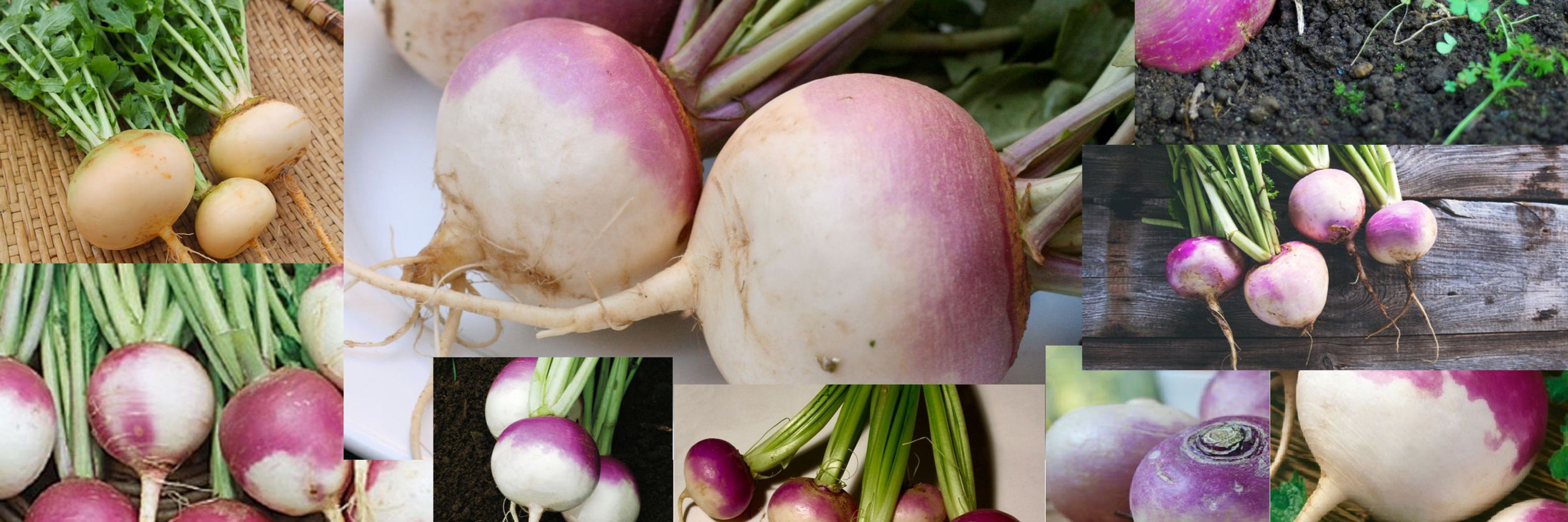 Turnip