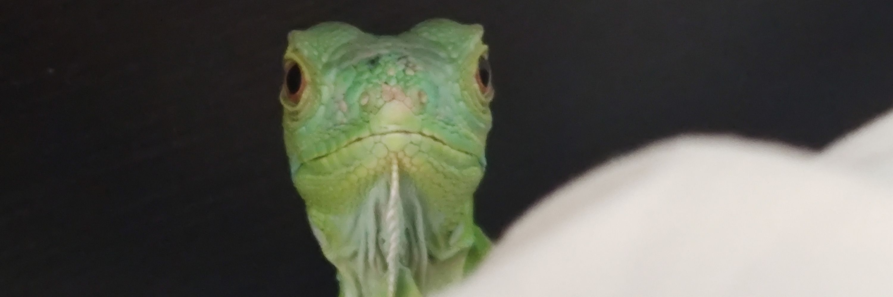 Grean