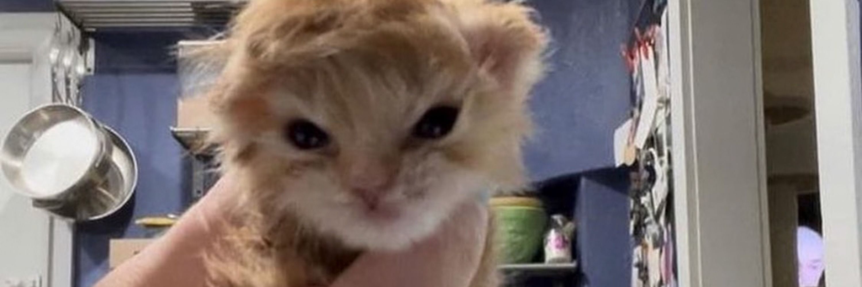 YawningCat