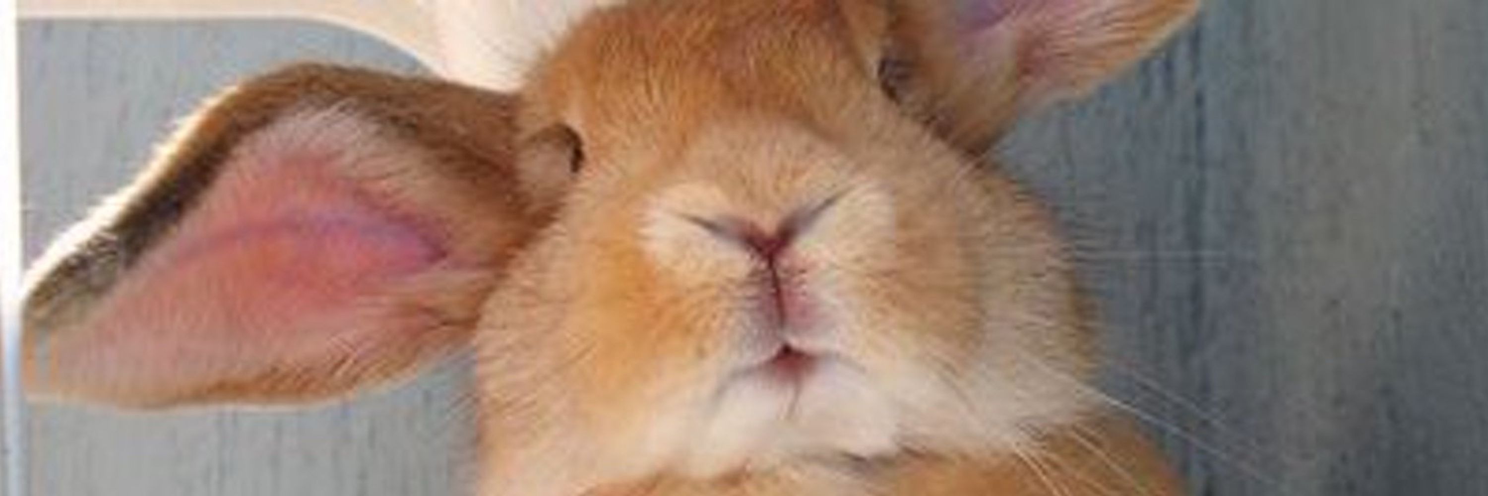Cocoa