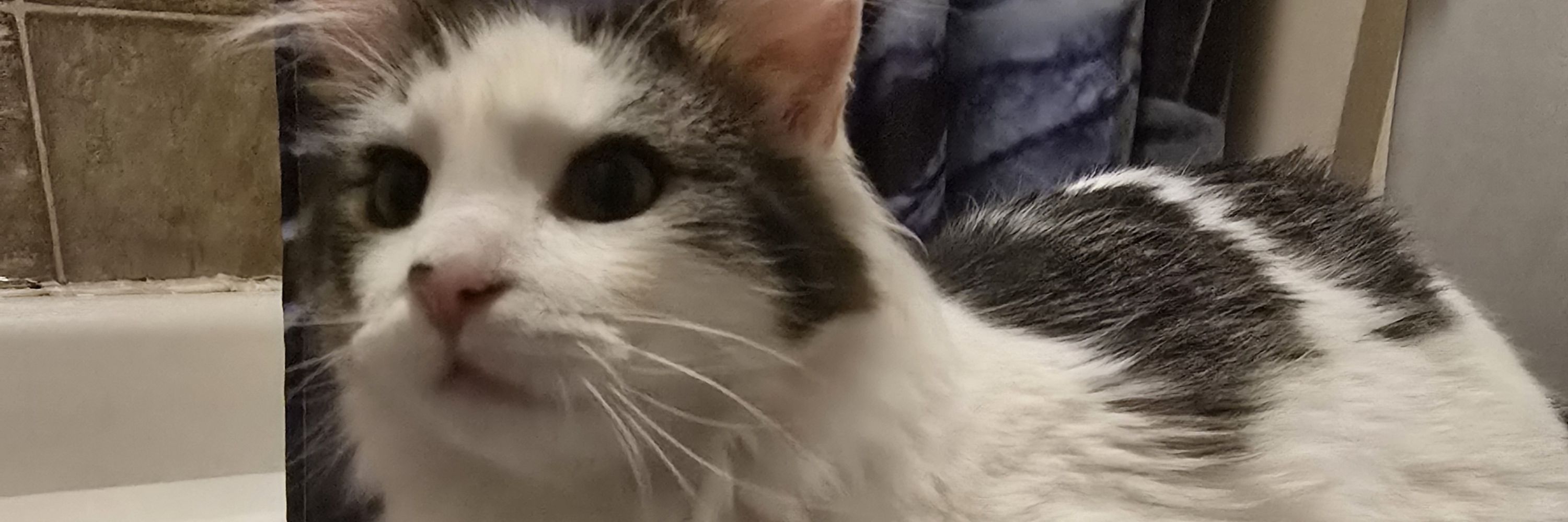 Gizmo