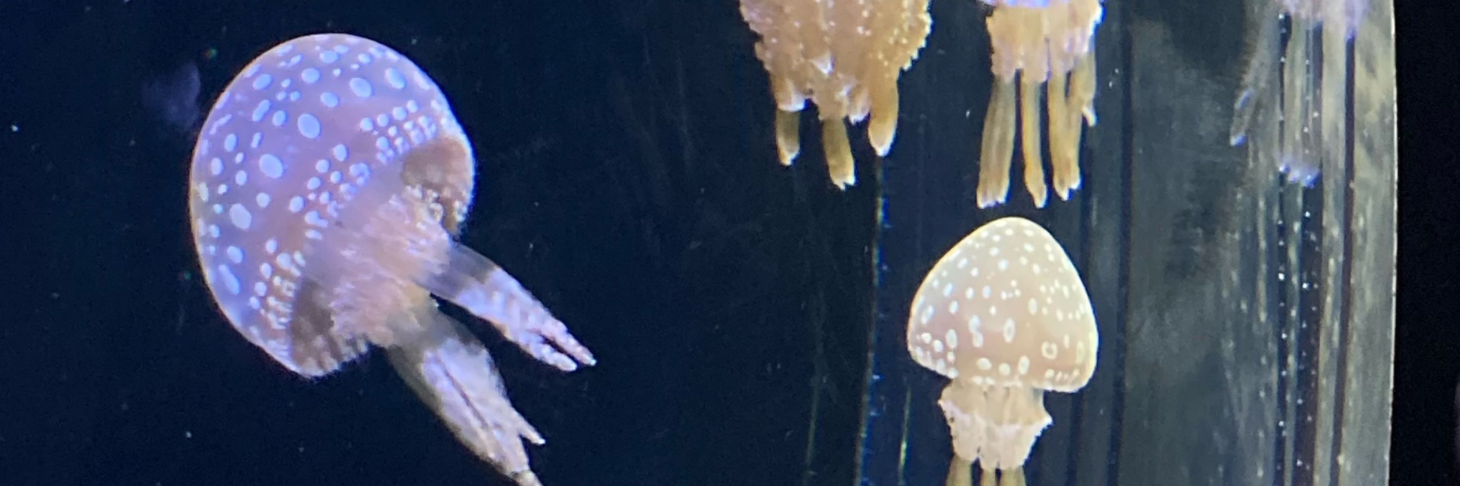 さくらまぎこさん