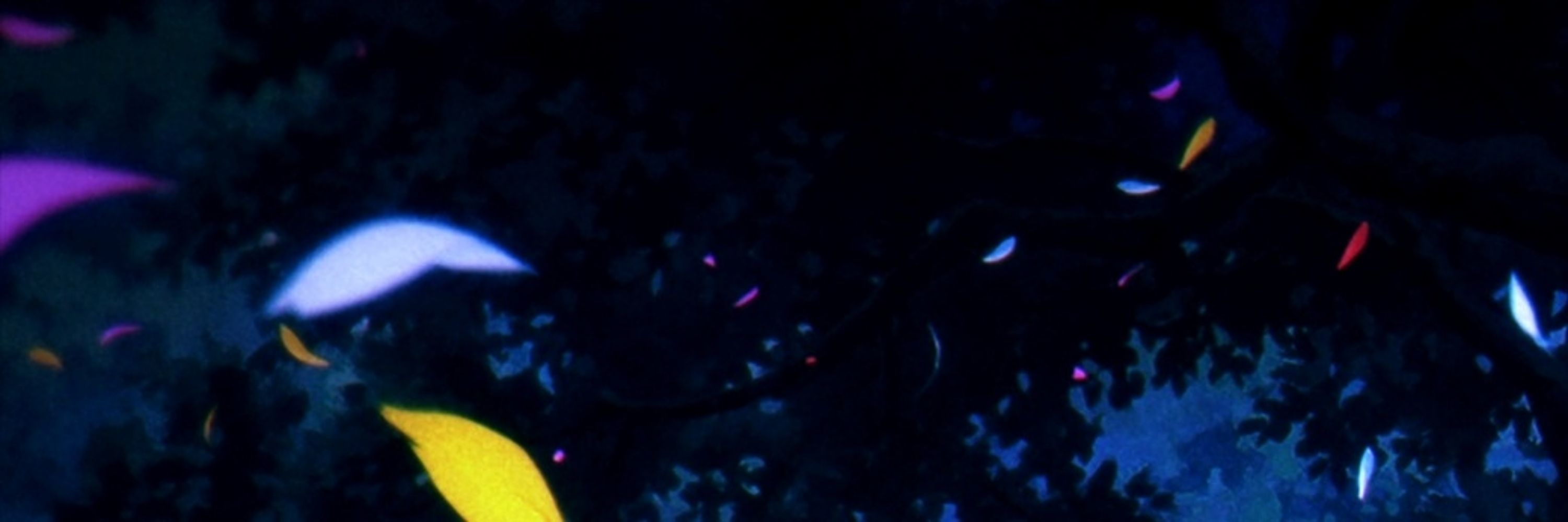  ݁ . ݁₊ᴸ ᵉ ⁿ ᵃ ⋆. ݁