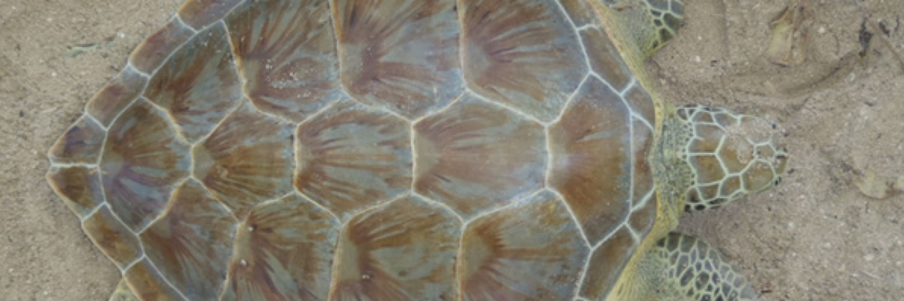 Archie Carr Center for Sea Turtle Research