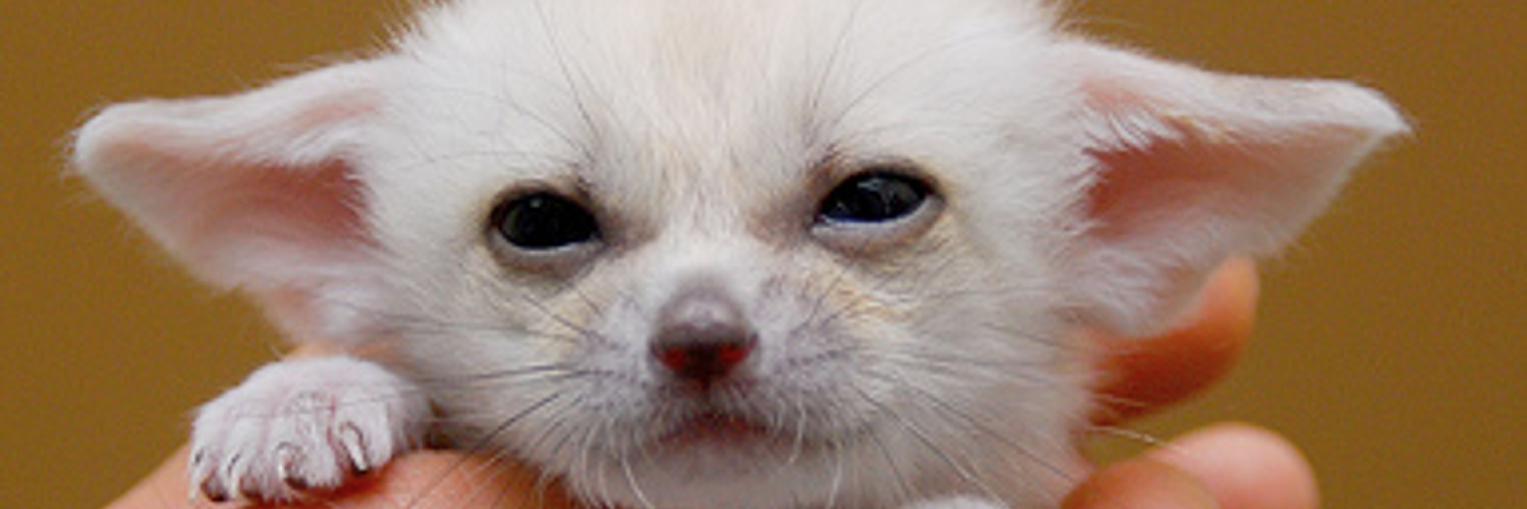 FayFennec