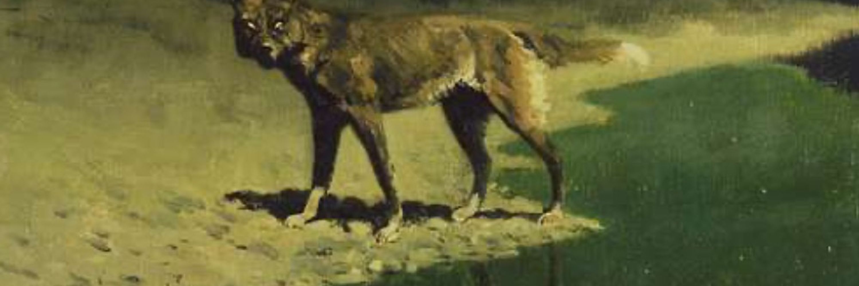 Tiny Wolf