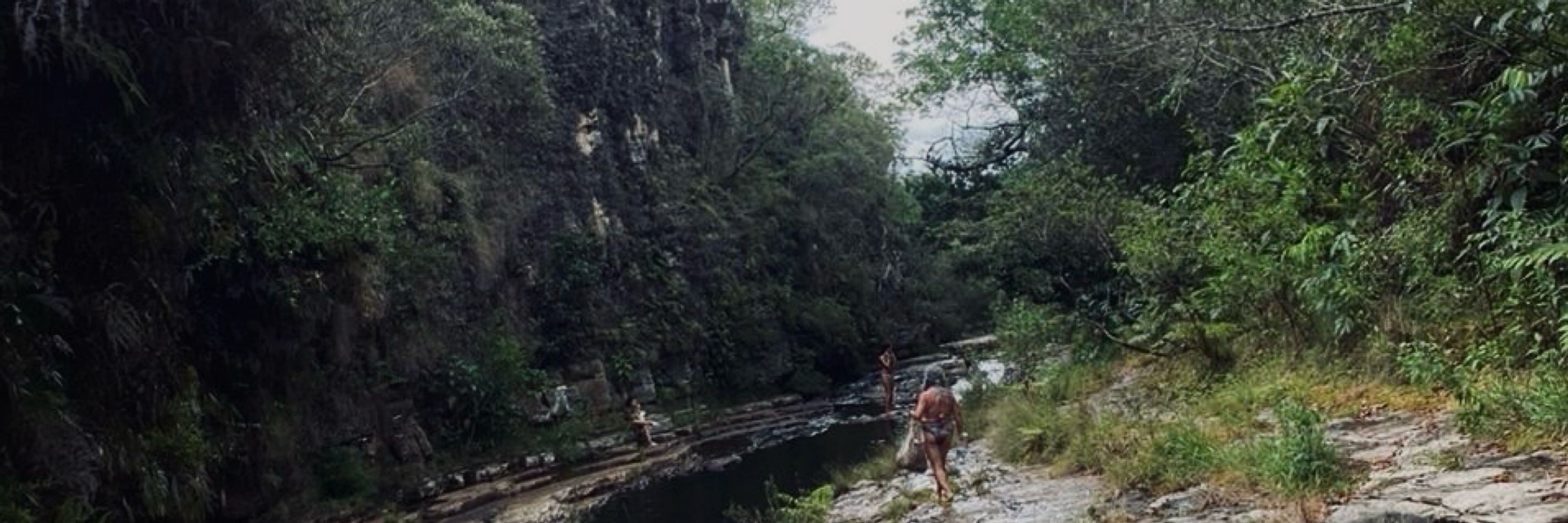 🍃