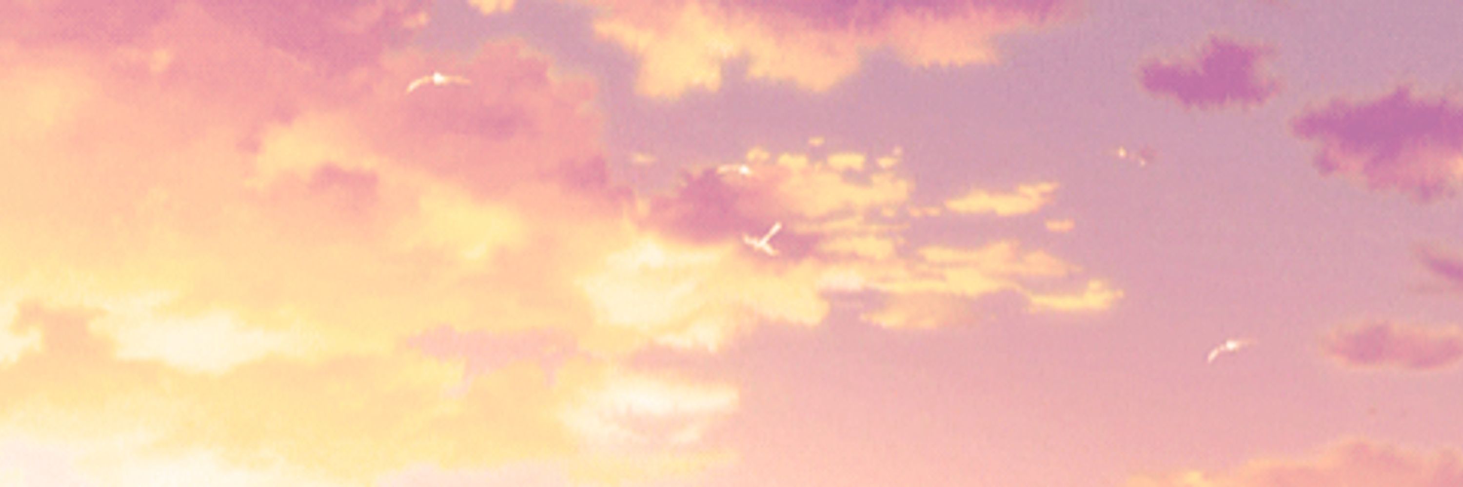 ༺ɴᴀʀᴄɪ༻