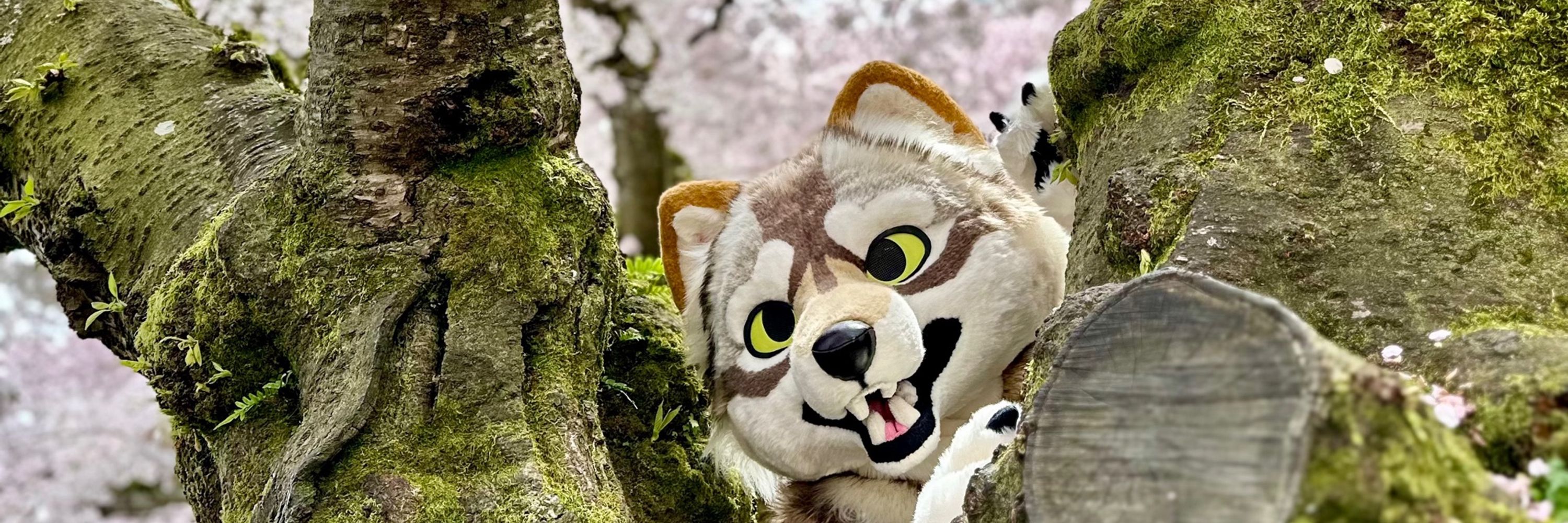 Awoo 🔜 FWA