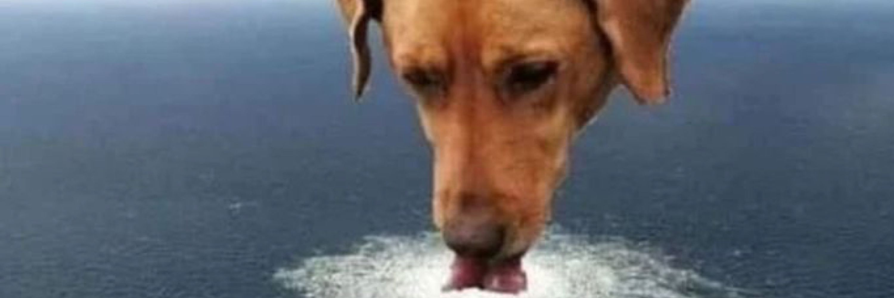 Balu