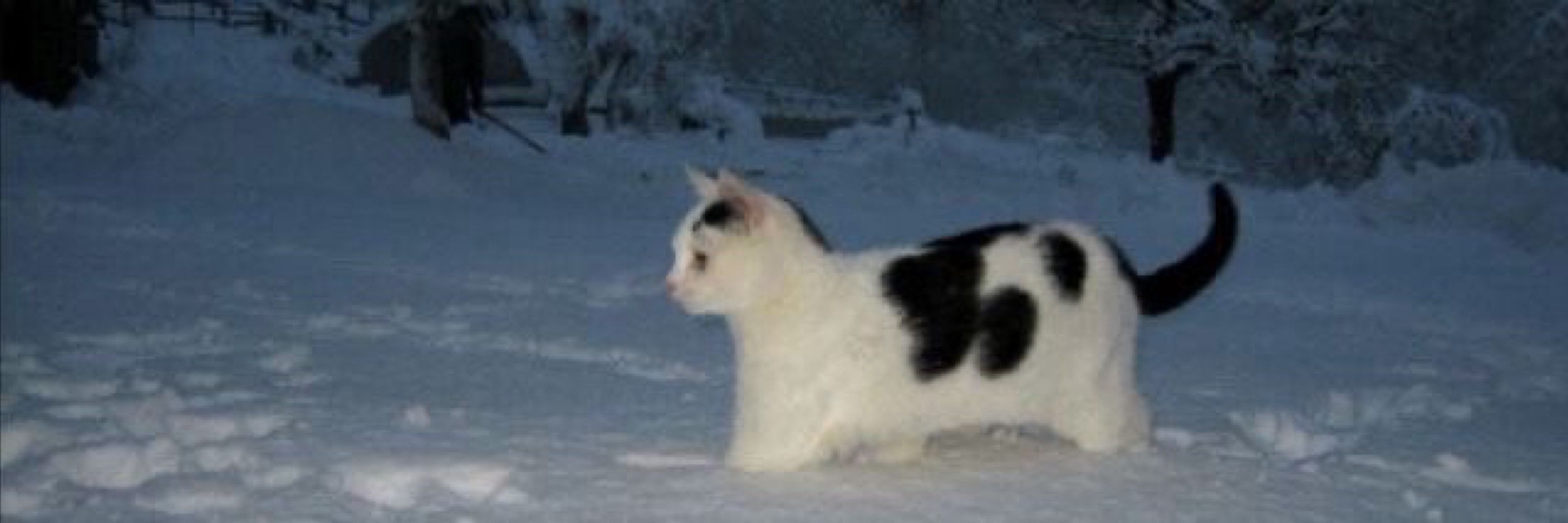 Логан |