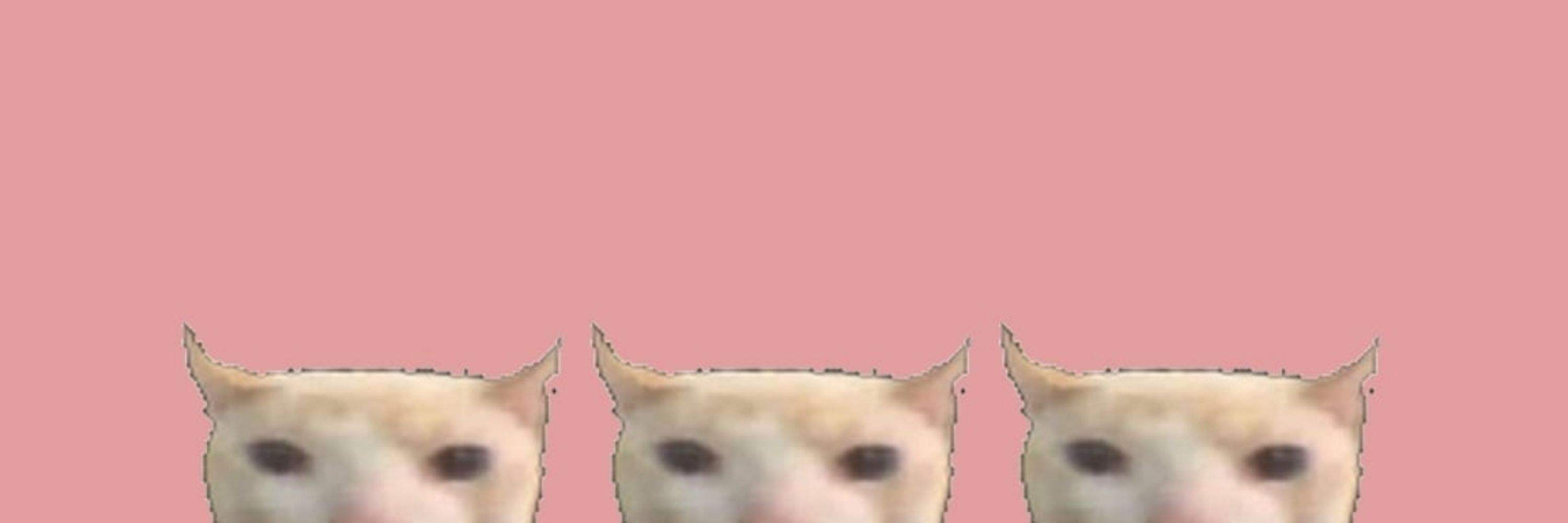 FeltMacaroon389