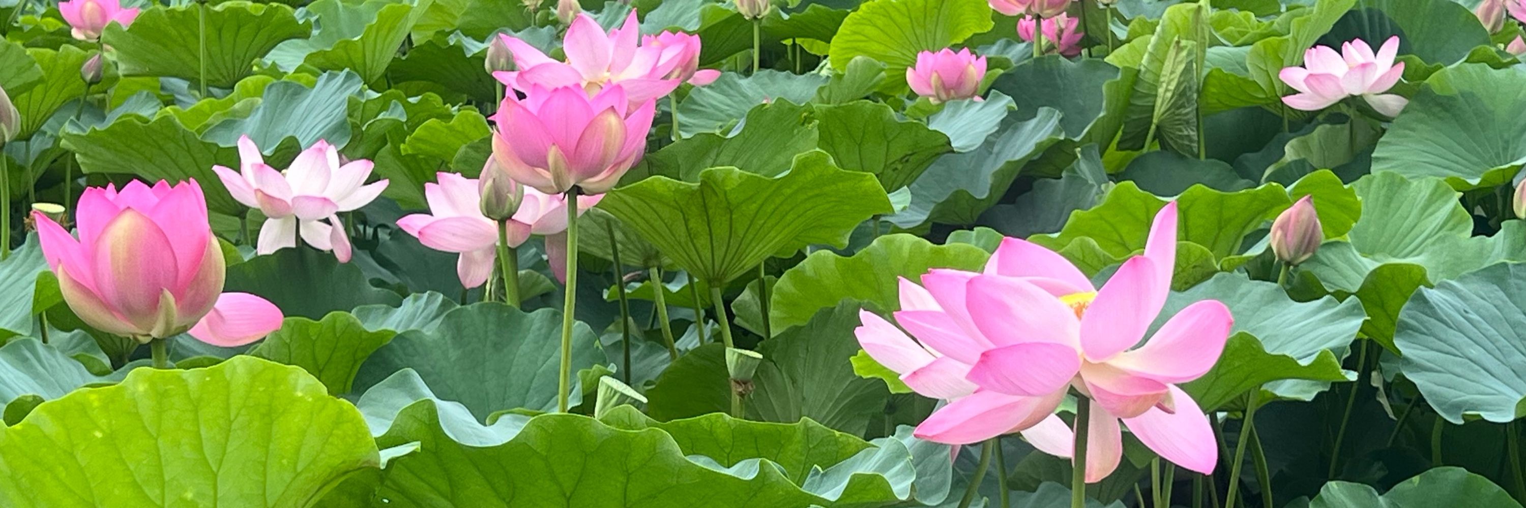 とみお🪷原稿