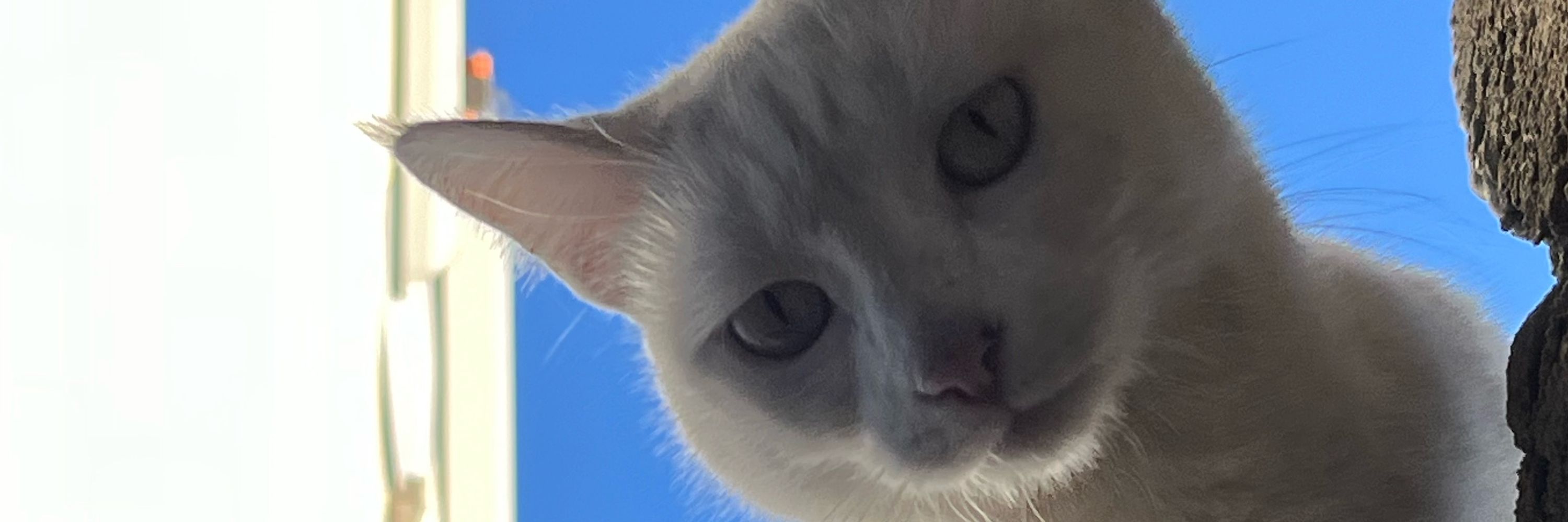 stella 
